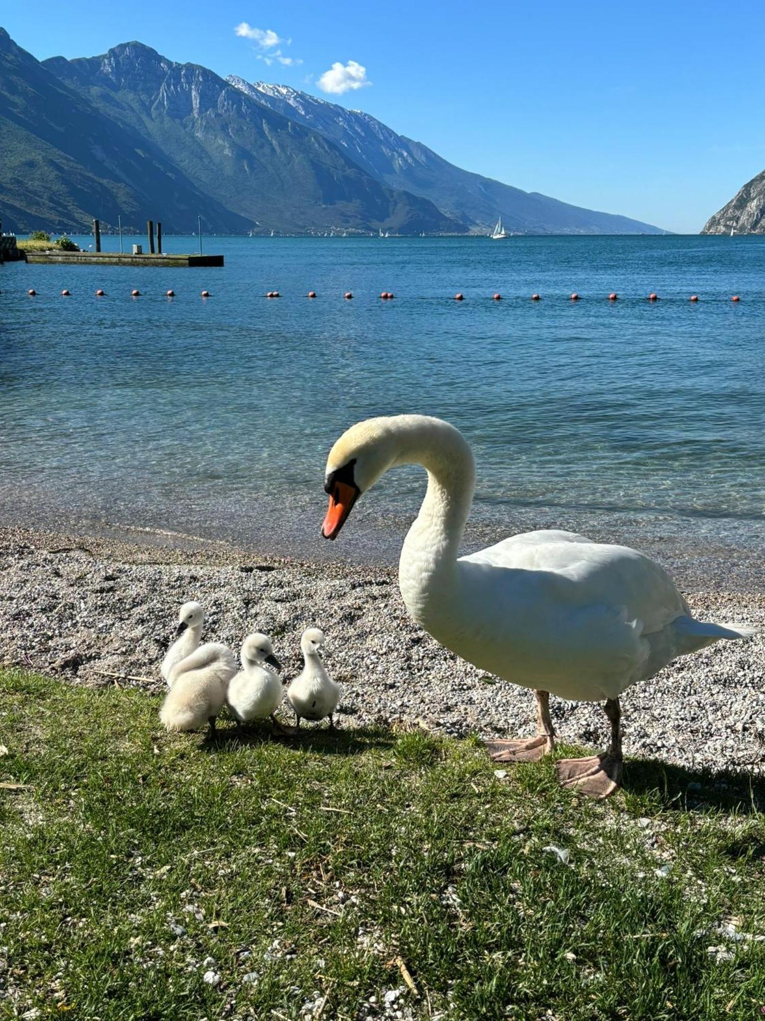 Garden & Pool Perugini Leilighet Torbole Sul Garda Eksteriør bilde